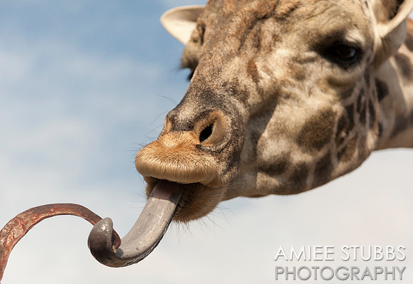 Masai Giraffe