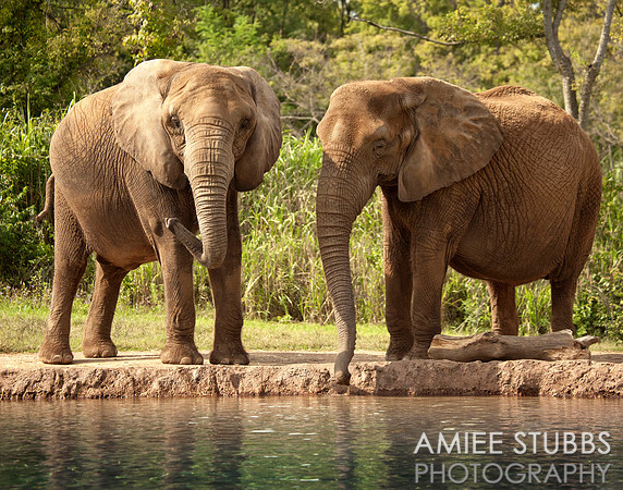 African Elephants
