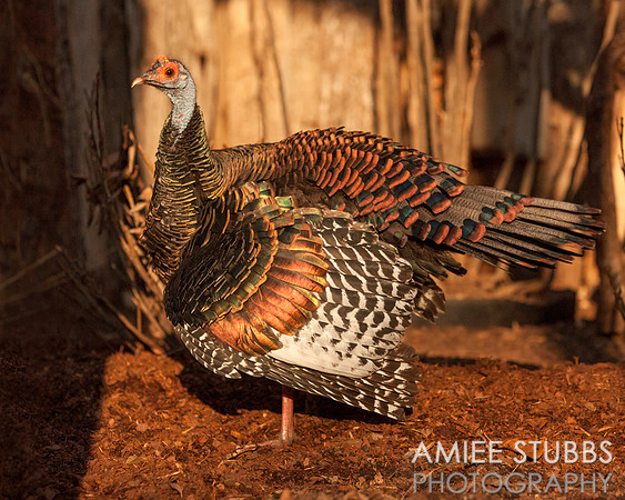 Oscillated Turkey