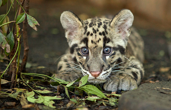 Clouded Leopard Cub 2011