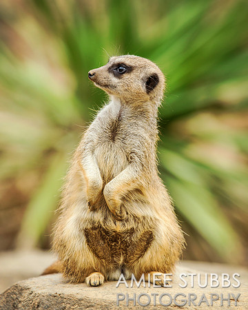 Meerkat