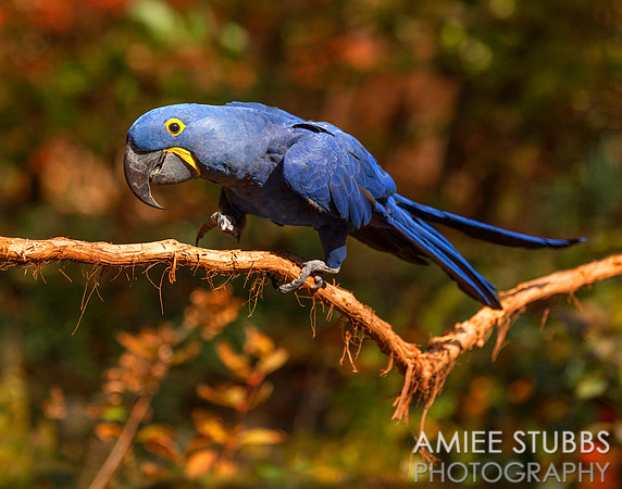 Hyacinth Macaw