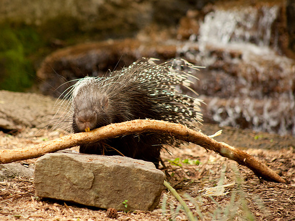 African Crested Porcupine