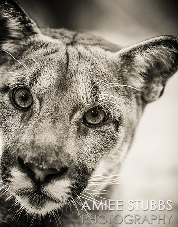 Cougar