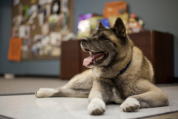 Lucy in the office