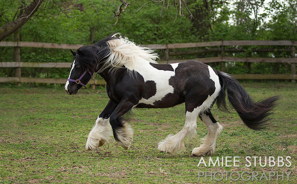Gypsy Vanner