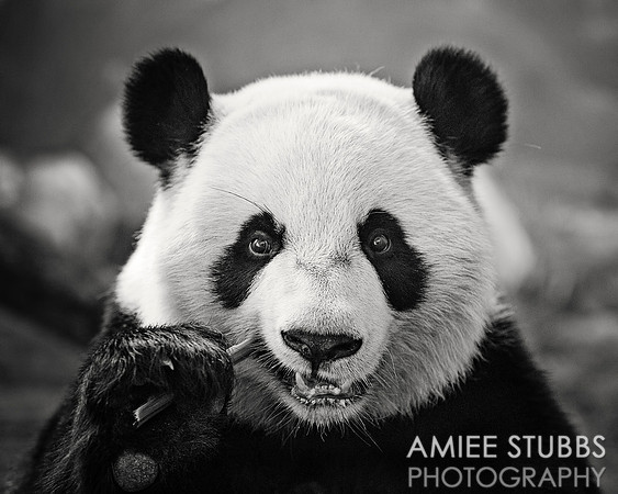 Giant Panda