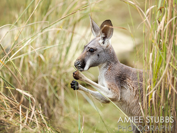 Kangaroo