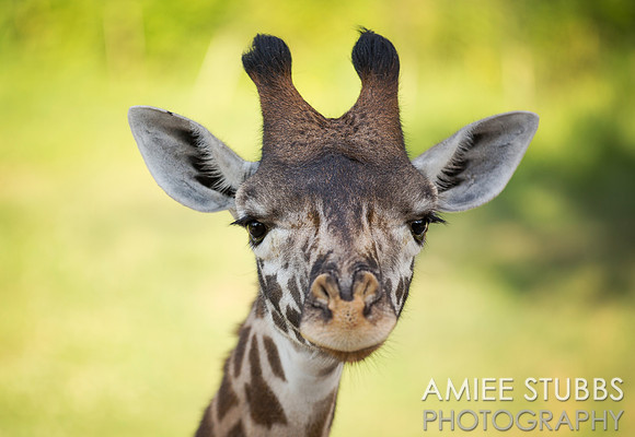 Masai Giraffe