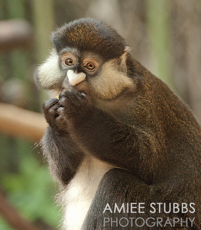 Schmidt's Guenon