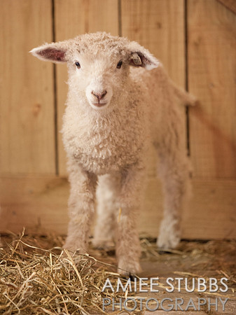 Lamb
