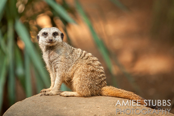 Meerkat